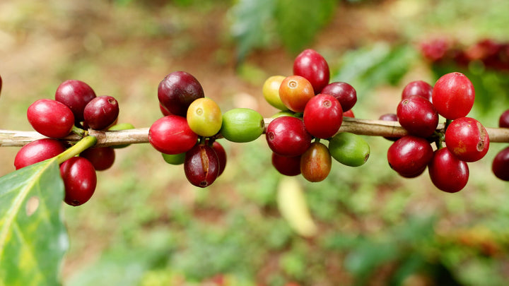 Arabica vs. Robusta – Vad är skillnaden?